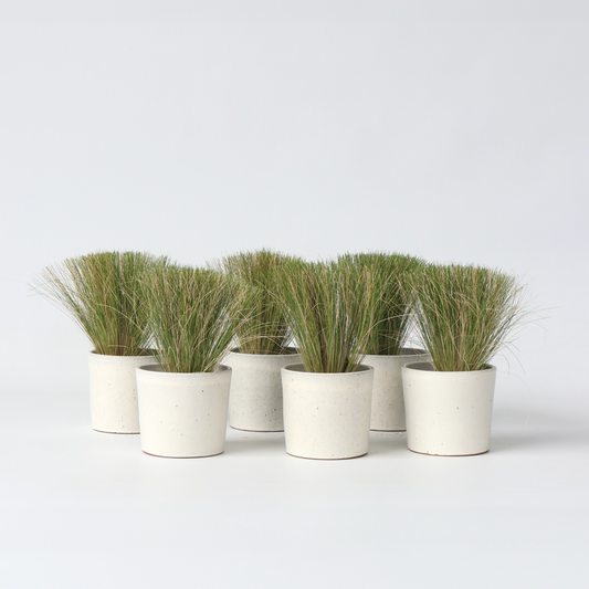 Florastore Fjädergräs - Set Om 9 - Stipa Tenuifolia 'Pony Tails' - Höjd 20-30Cm - ⌀9Cm
