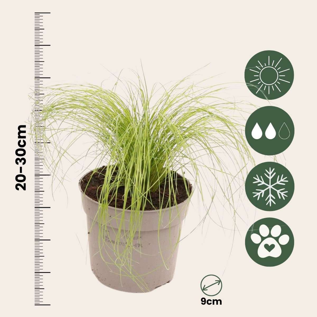 Out Of Category Garden Plants Fjädergräs - Set Om 9 - Stipa Tenuifolia 'Pony Tails' - Höjd 20-30Cm - ⌀9Cm