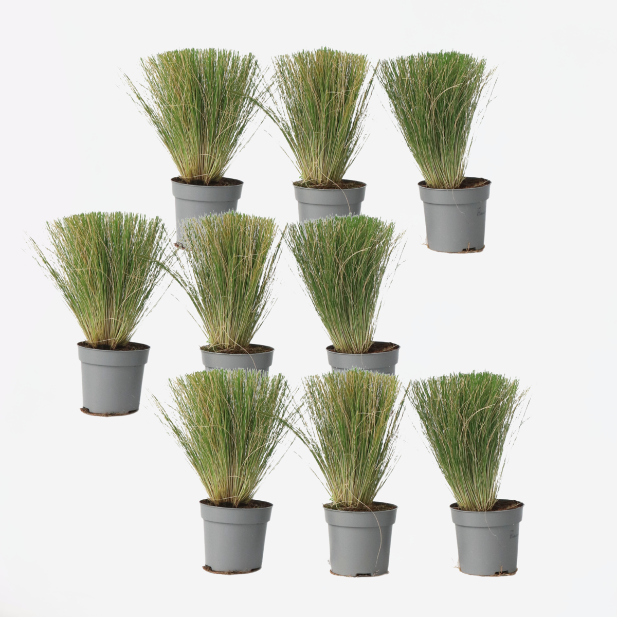 Out Of Category Garden Plants Fjädergräs - Set Om 9 - Stipa Tenuifolia 'Pony Tails' - Höjd 20-30Cm - ⌀9Cm