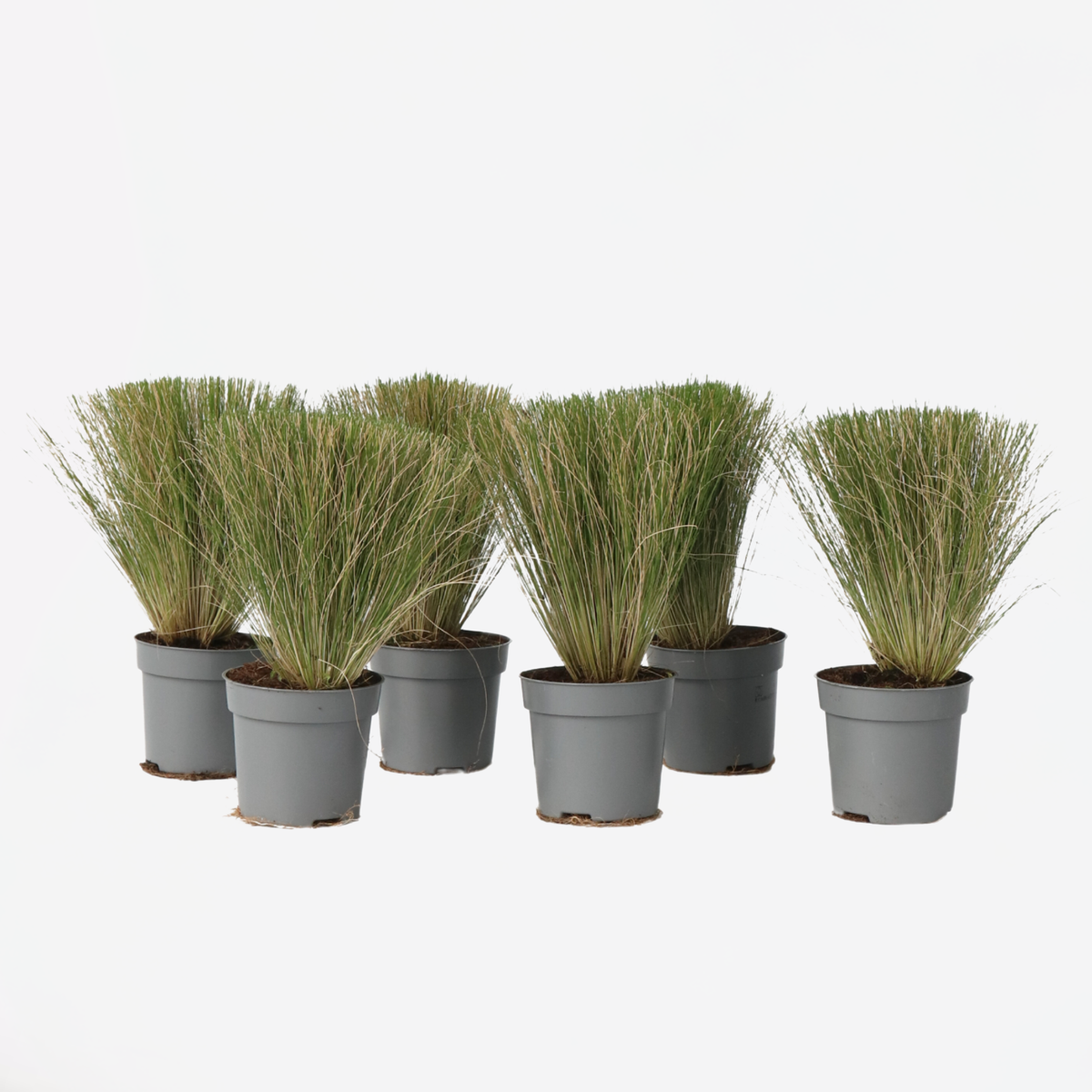 Out Of Category Garden Plants Fjädergräs - Set Om 6 - Stipa Tenuifolia 'Pony Tails' - Höjd 20-30Cm - ⌀9Cm