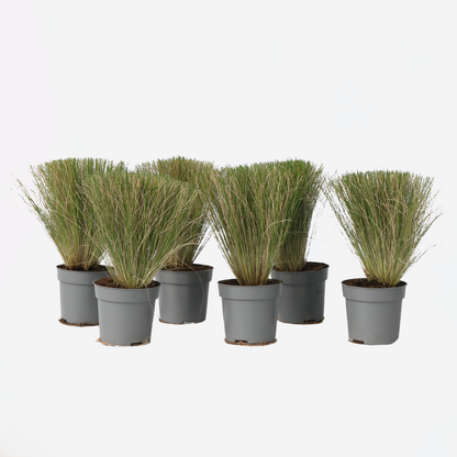 Out Of Category Garden Plants Fjädergräs - Set Om 6 - Stipa Tenuifolia 'Pony Tails' - Höjd 20-30Cm - ⌀9Cm