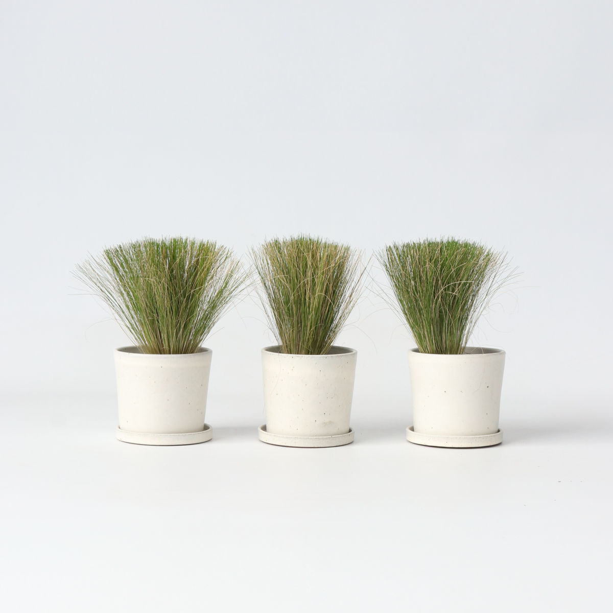 Florastore Fjädergräs - Set Om 3 - Stipa Tenuifolia 'Pony Tails' - Höjd 20-30Cm - ⌀9Cm