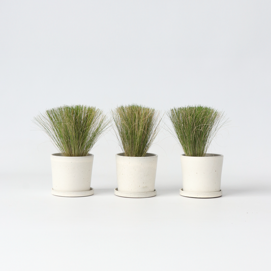 Florastore Fjädergräs - Set Om 3 - Stipa Tenuifolia 'Pony Tails' - Höjd 20-30Cm - ⌀9Cm