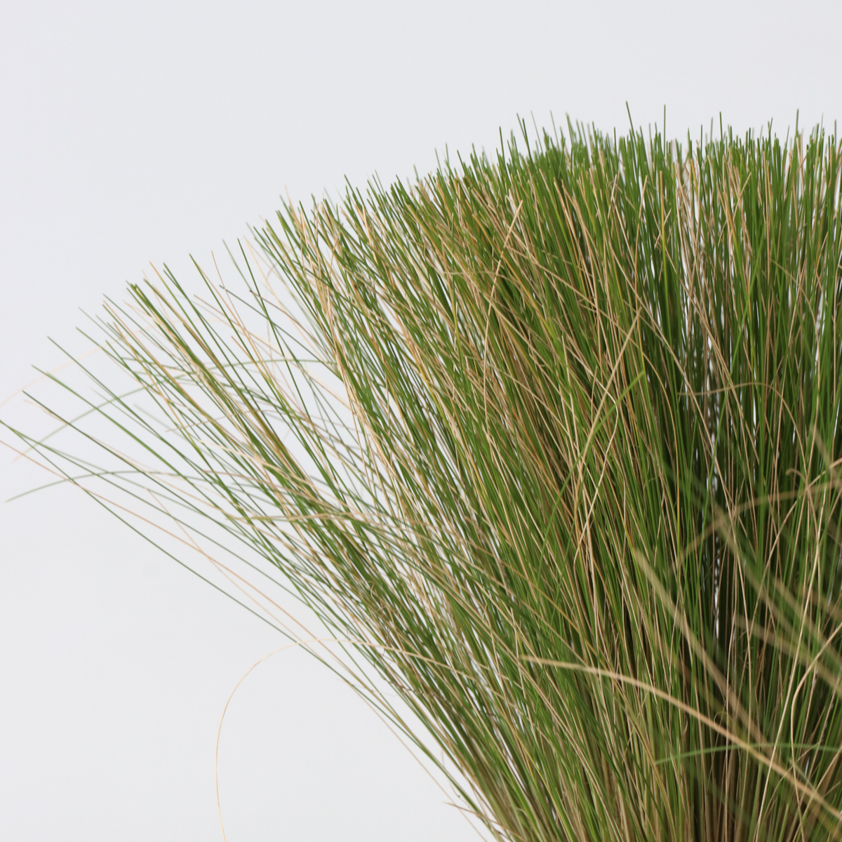 Ornamental Grasses Fjädergräs - Set Om 3 - Stipa Tenuifolia 'Pony Tails' - Höjd 20-30Cm - ⌀9Cm