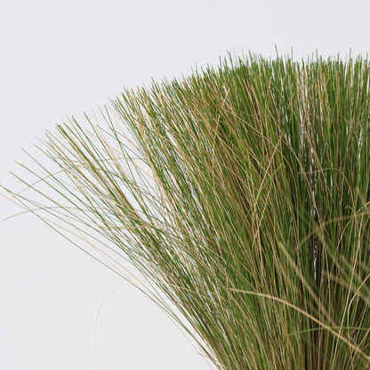 Ornamental Grasses Fjädergräs - Set Om 3 - Stipa Tenuifolia 'Pony Tails' - Höjd 20-30Cm - ⌀9Cm