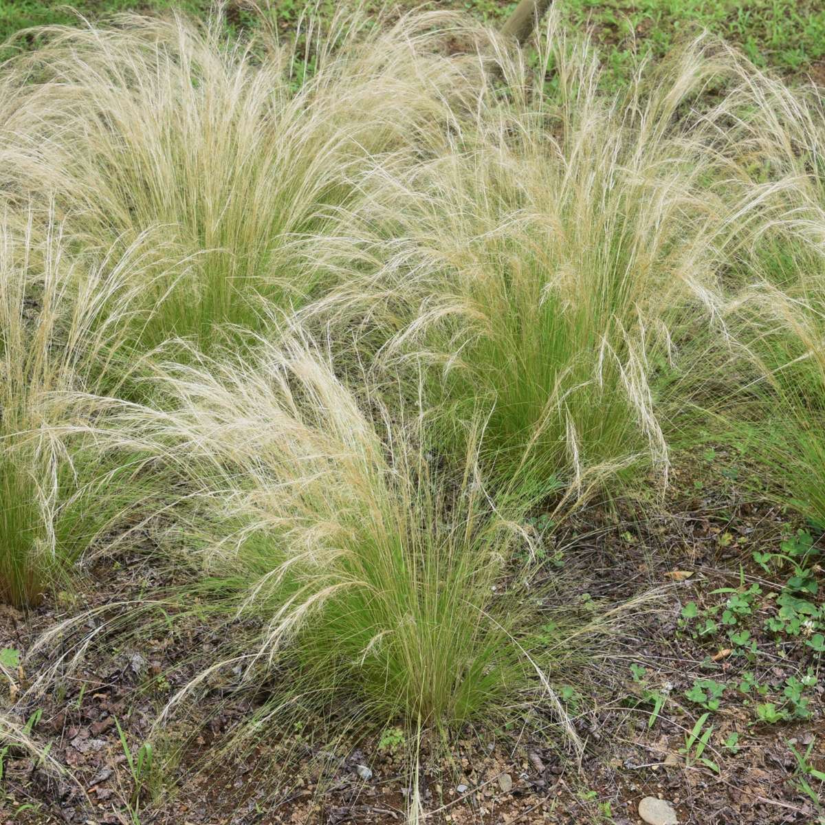 Ornamental Grasses Fjädergräs - Set Om 3 - Stipa Tenuifolia 'Pony Tails' - Höjd 20-30Cm - ⌀9Cm