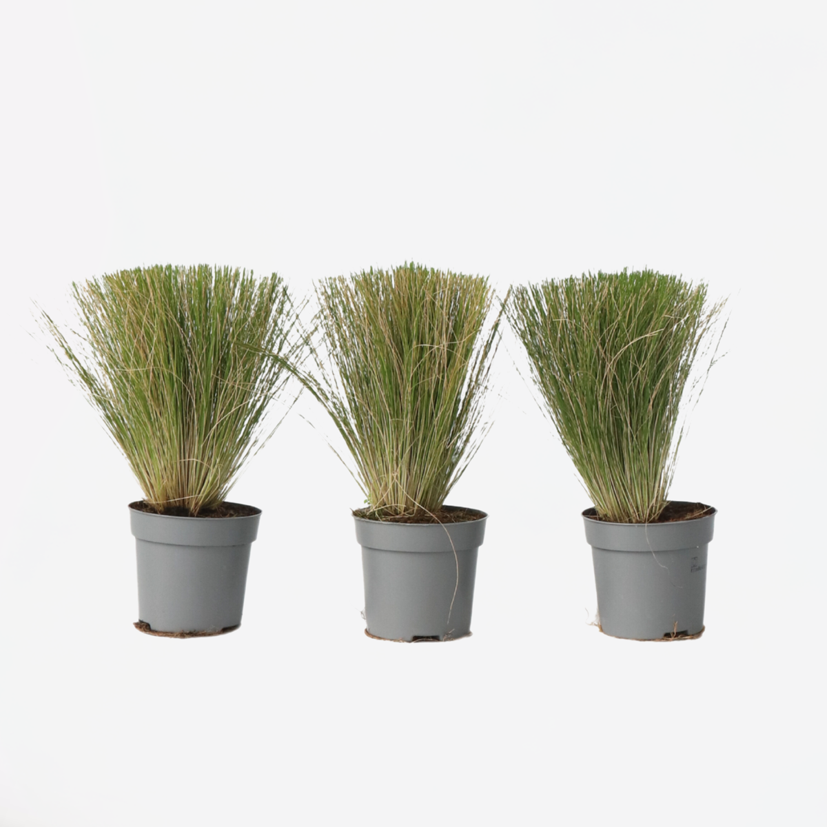Ornamental Grasses Fjädergräs - Set Om 3 - Stipa Tenuifolia 'Pony Tails' - Höjd 20-30Cm - ⌀9Cm