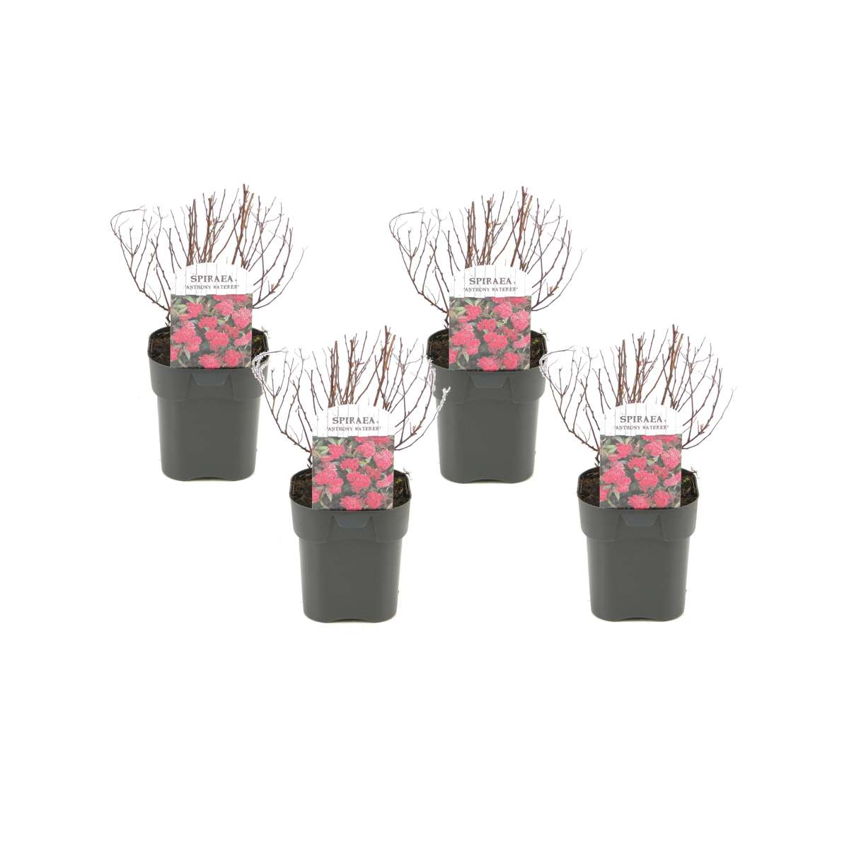Florastore Japansk Spiraea - Set Om 4 - Spiraea Japonica 'Dark Pink' - Höjd 25-40Cm - ⌀17Cm