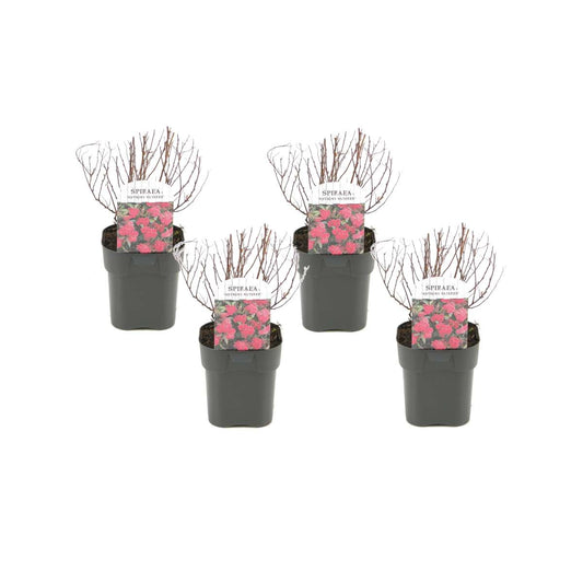 Florastore Japansk Spiraea - Set Om 4 - Spiraea Japonica 'Dark Pink' - Höjd 25-40Cm - ⌀17Cm