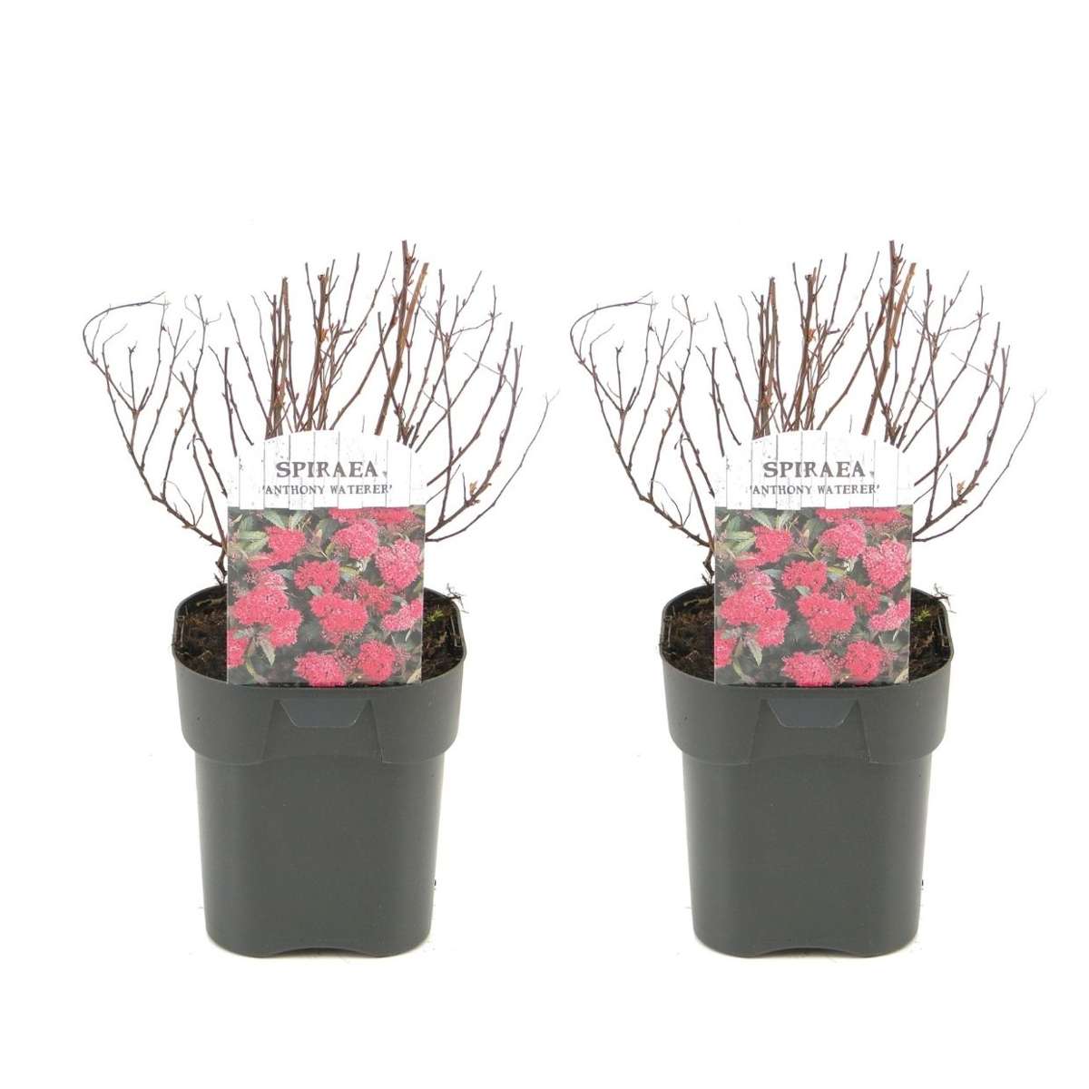 Florastore Japansk Spiraea - Set Om 2 - Spiraea Japonica 'Dark Pink' - Höjd 25-40Cm - ⌀17Cm