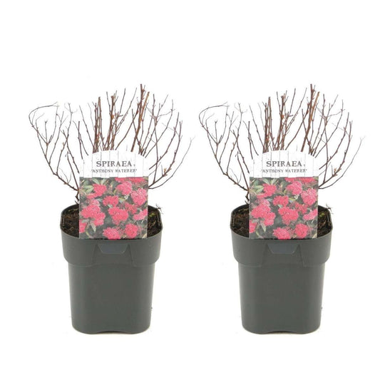 Florastore Japansk Spiraea - Set Om 2 - Spiraea Japonica 'Dark Pink' - Höjd 25-40Cm - ⌀17Cm