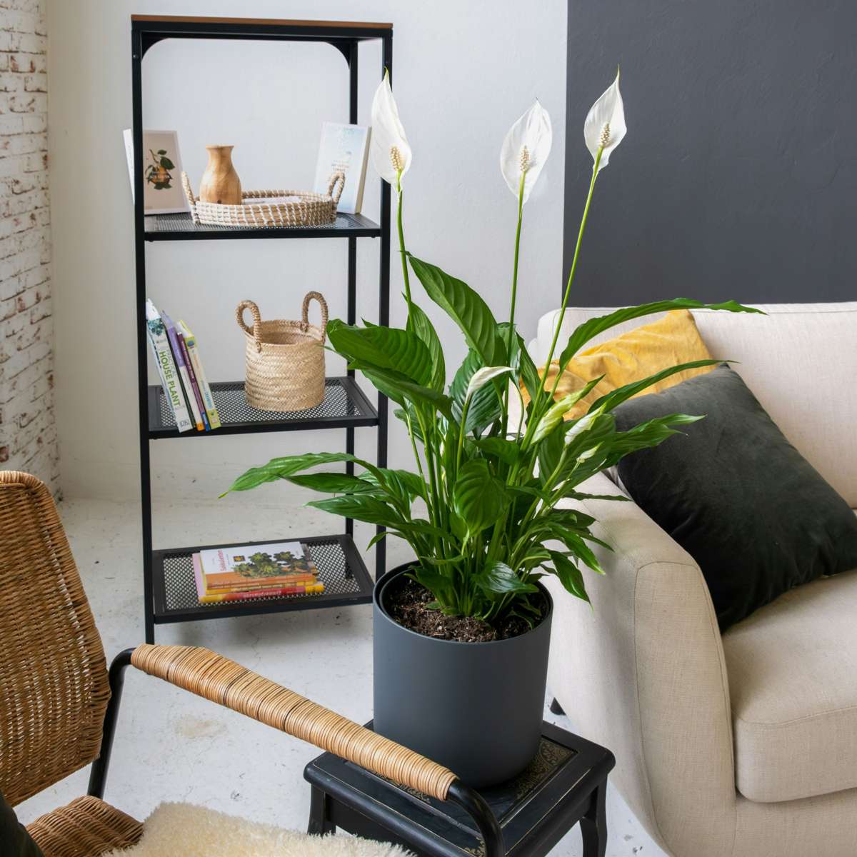 Out Of Category Houseplants Fredskalla - Set Om 6 - Spathiphyllum 'Torelli' - Höjd 30-45Cm - ⌀12Cm