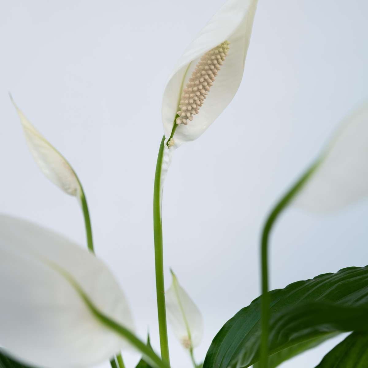 Out Of Category Houseplants Fredskalla - Set Om 4 - Spathiphyllum 'Torelli' - Höjd 30-45Cm - ⌀12Cm
