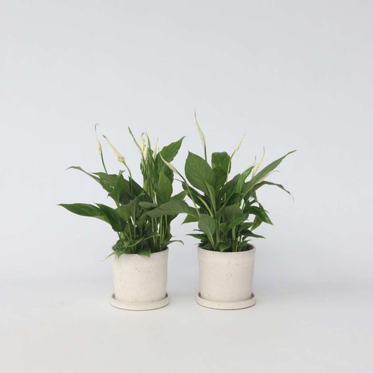 Out Of Category Houseplants Fredskalla - Set Om 4 - Spathiphyllum 'Torelli' - Höjd 30-45Cm - ⌀12Cm