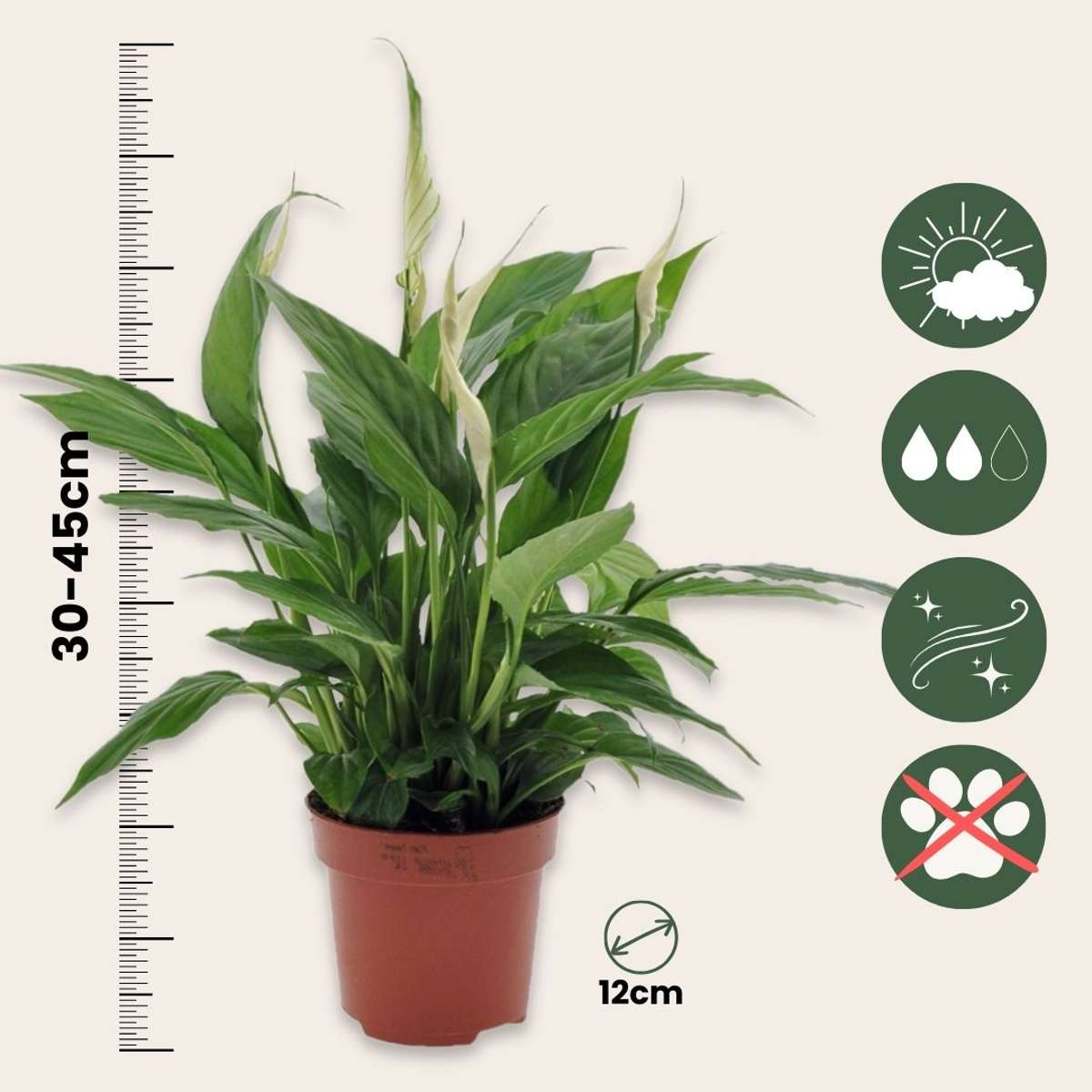 Out Of Category Houseplants Fredskalla - Set Om 4 - Spathiphyllum 'Torelli' - Höjd 30-45Cm - ⌀12Cm