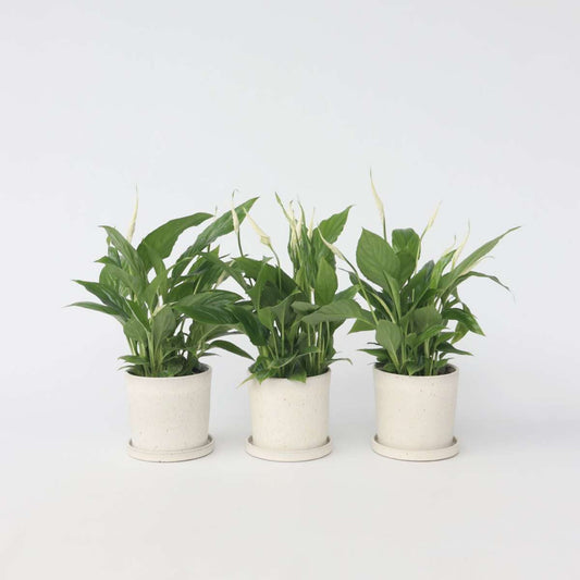 Out Of Category Houseplants Fredskalla - Set Om 3 - Spathiphyllum 'Torelli' - Höjd 30-45Cm - ⌀12Cm