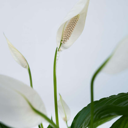 Out Of Category Houseplants Fredskalla - Set Om 2 - Spathiphyllum 'Torelli' - Höjd 30-45Cm - ⌀12Cm