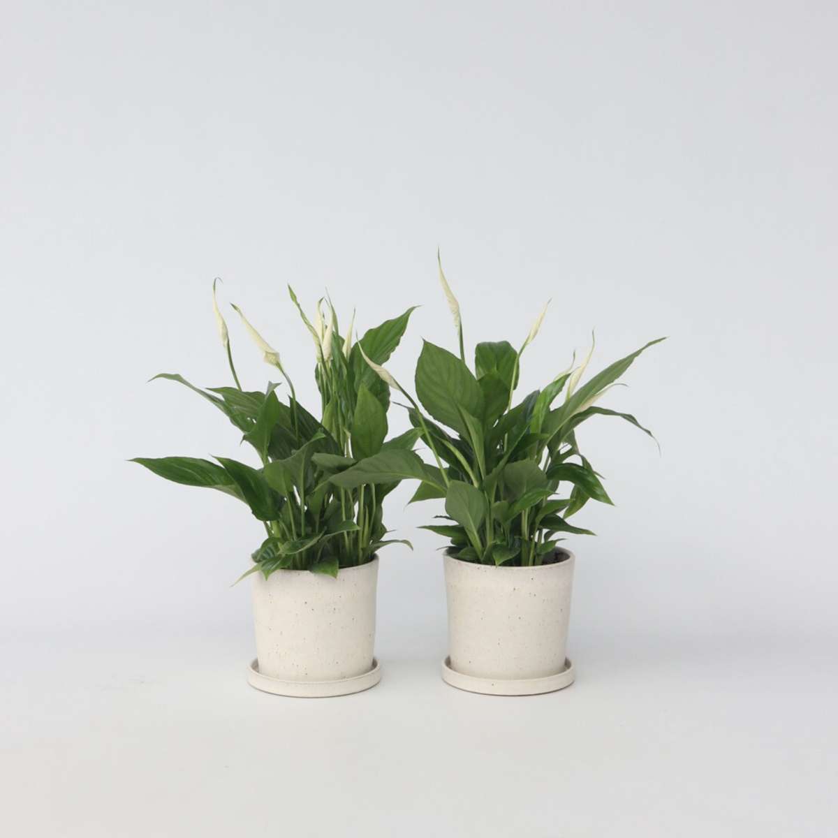 Out Of Category Houseplants Fredskalla - Set Om 2 - Spathiphyllum 'Torelli' - Höjd 30-45Cm - ⌀12Cm