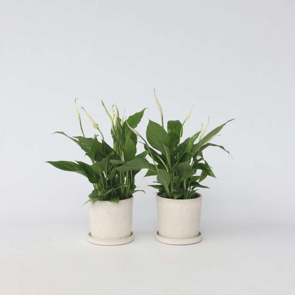 Out Of Category Houseplants Fredskalla - Set Om 2 - Spathiphyllum 'Torelli' - Höjd 30-45Cm - ⌀12Cm