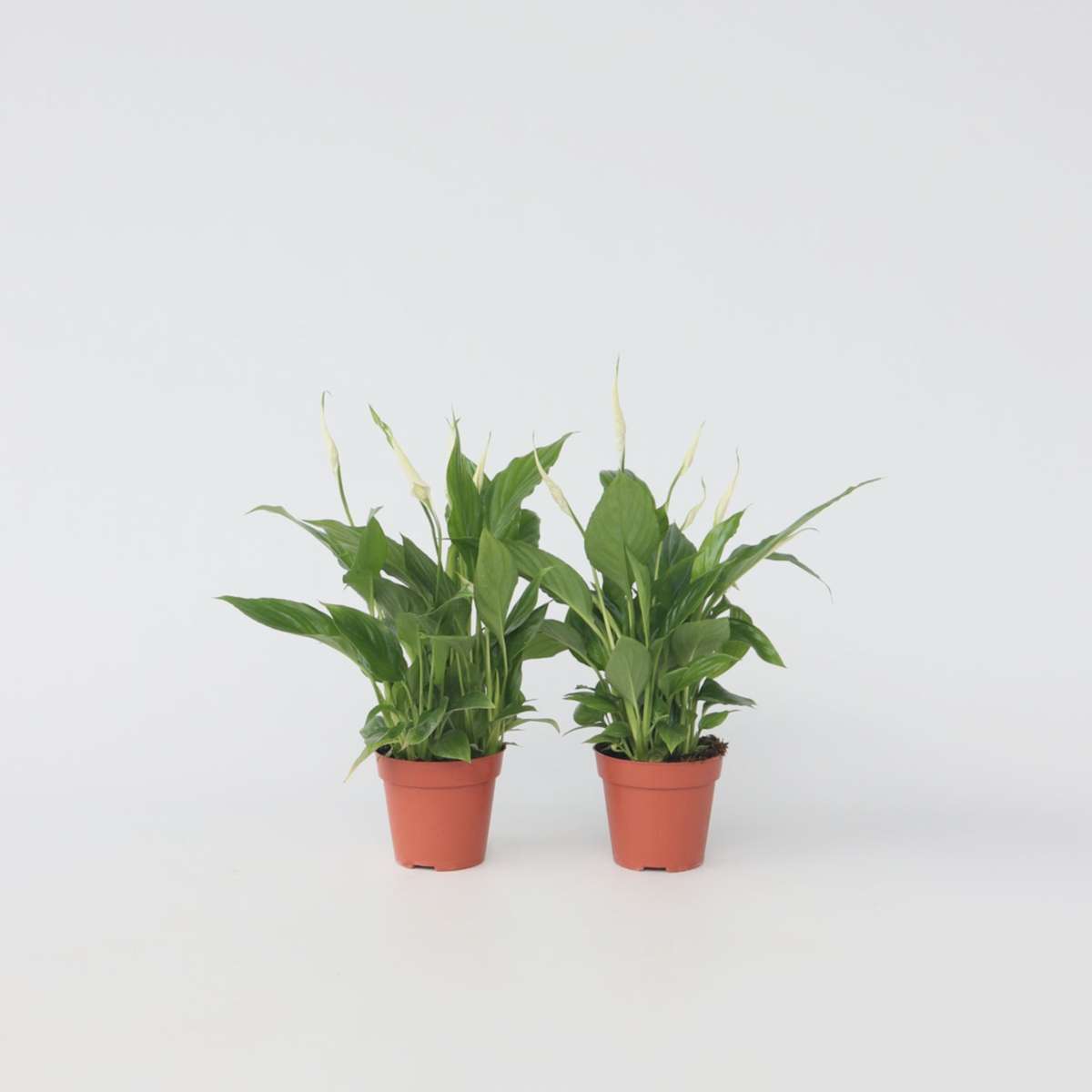 Out Of Category Houseplants Fredskalla - Set Om 2 - Spathiphyllum 'Torelli' - Höjd 30-45Cm - ⌀12Cm