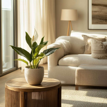 Out Of Category Houseplants Fredskalla - Set Om 2 - Spathiphyllum 'Torelli' - Höjd 30-45Cm - ⌀12Cm