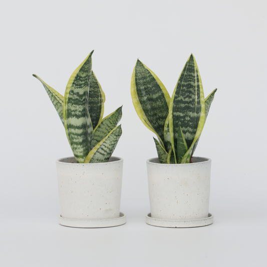 Florastore Svärmorstunga - Set Om 2 - Sansevieria Trifasciata - Höjd 35-40Cm - ⌀12Cm