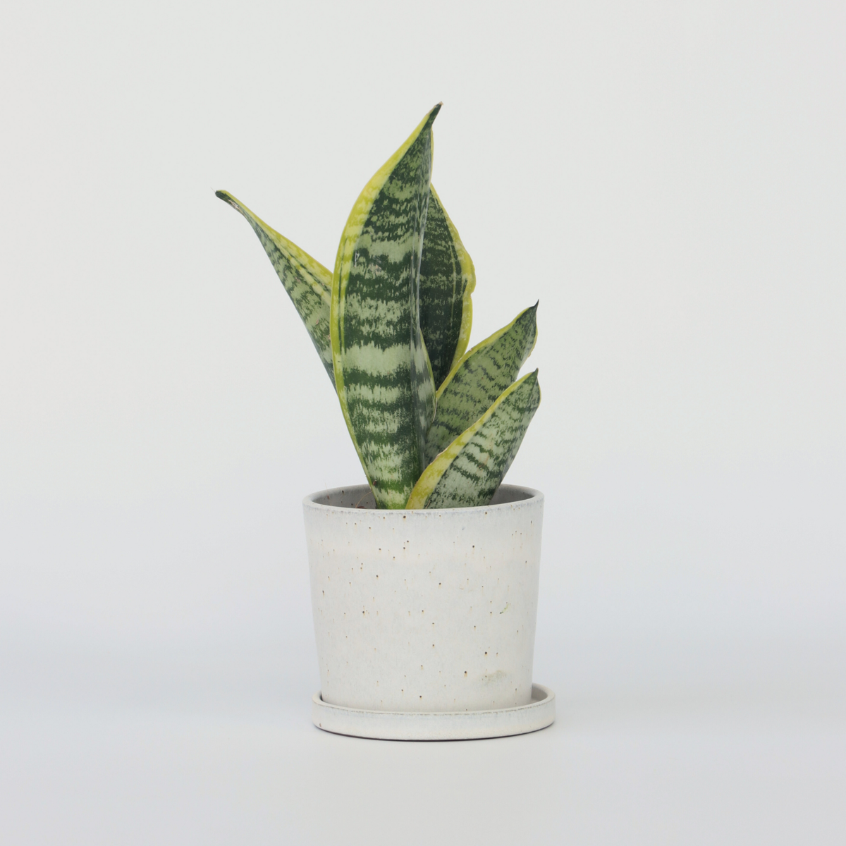 Florastore Svärmorstunga - Sanseviera Trifasciata 'Futura Superba' - Höjd 35-40Cm - ⌀12Cm
