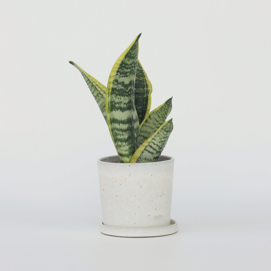 Sansevieria Svärmorstunga - Sanseviera Trifasciata 'Futura Superba' - Höjd 35-40Cm - ⌀12Cm