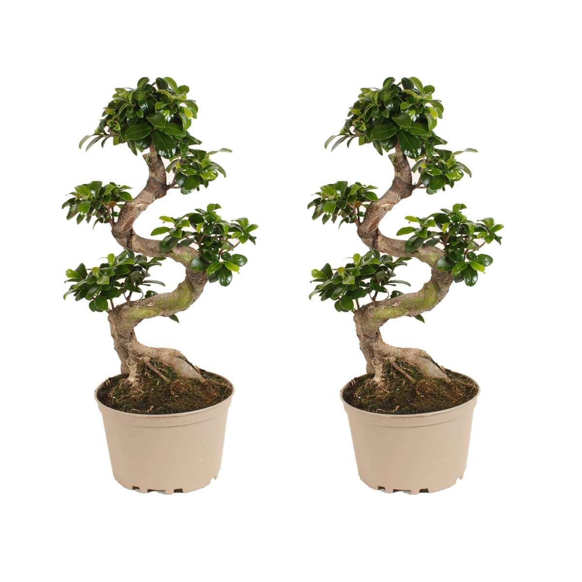 Florastore Bonsaiträd S-Formad - Set Om 2 - Ficus Microcarpa Ginseng - Höjd 60-70Cm - ⌀22Cm