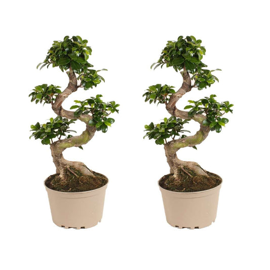 Florastore Bonsaiträd S-Formad - Set Om 2 - Ficus Microcarpa Ginseng - Höjd 60-70Cm - ⌀22Cm