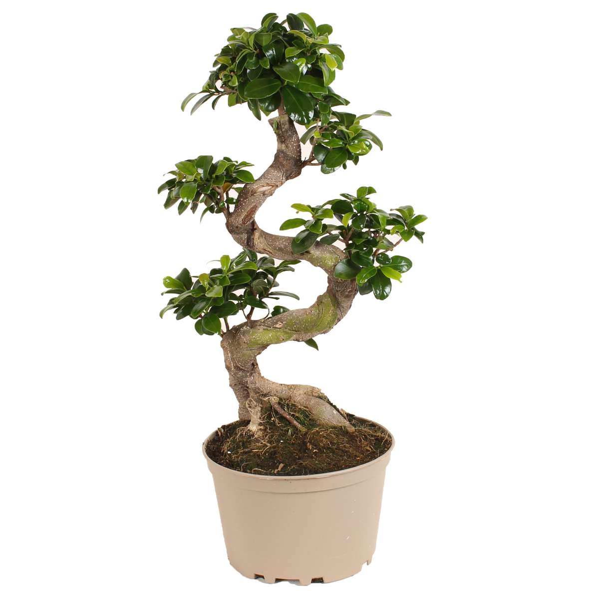 Florastore Bonsaiträd S-Formad - Ficus Microcarpa 'Ginseng' - Höjd 60-70Cm - ⌀22Cm