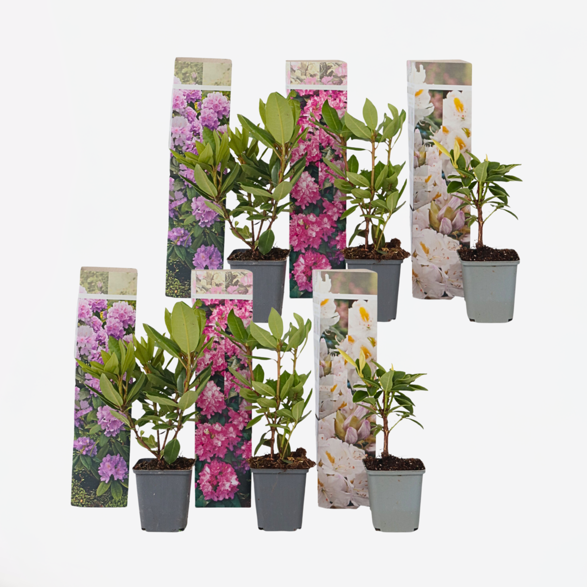 Florastore Rhodondendron Buske - Set Om 6 - Rhododendron Catawbiense - Höjd 25-40Cm - ⌀9Cm