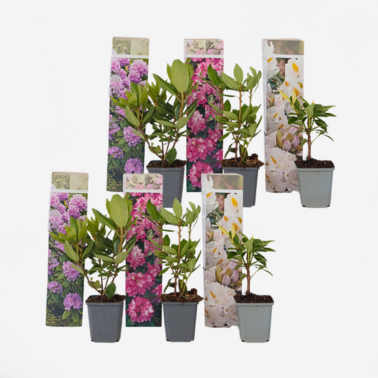 Florastore Rhodondendron Buske - Set Om 6 - Rhododendron Catawbiense - Höjd 25-40Cm - ⌀9Cm