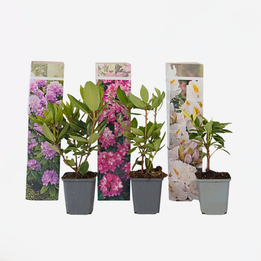 Florastore Rhodondendron Buske - Set Om 3 - Rhododendron Catawbiense - Höjd 25-40Cm - ⌀9Cm
