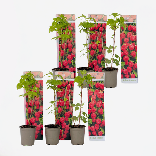 Florastore Hallonväxt - Set Om 6 - Rubus Ideaus 'Autumn Bliss' - Höjd 25-40Cm - ⌀9Cm