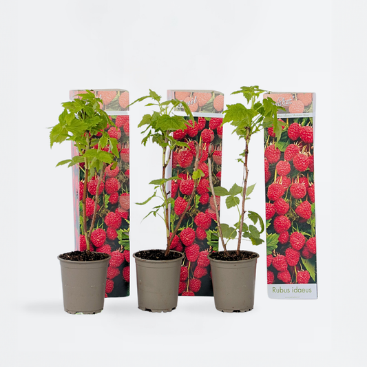 Florastore Hallonväxt - Set Om 3 - Rubus Ideaus 'Autumn Bliss' - Höjd 25-40Cm - ⌀9Cm
