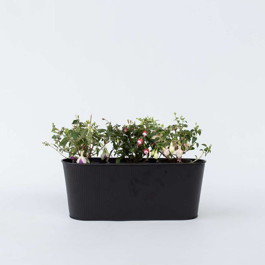 Florastore Scharlakansfuchsia - Set Om 3 - Fuchsia Magellanica - Höjd 10-20Cm - ⌀9Cm