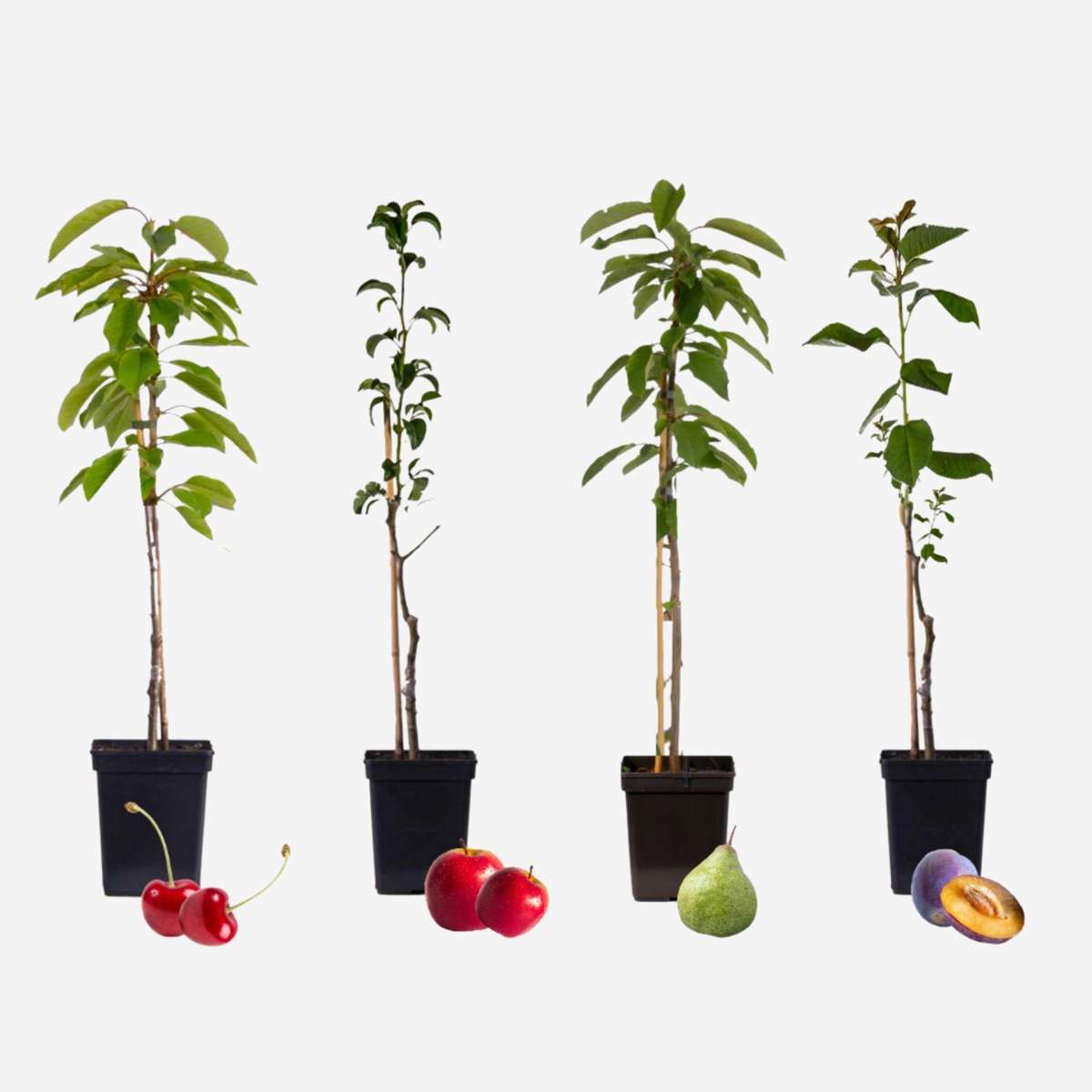 Florastore Fruktträdsblandning - Set Om 4 - Malus, Pryus, Prunus - Höjd 60-70Cm - ⌀9Cm