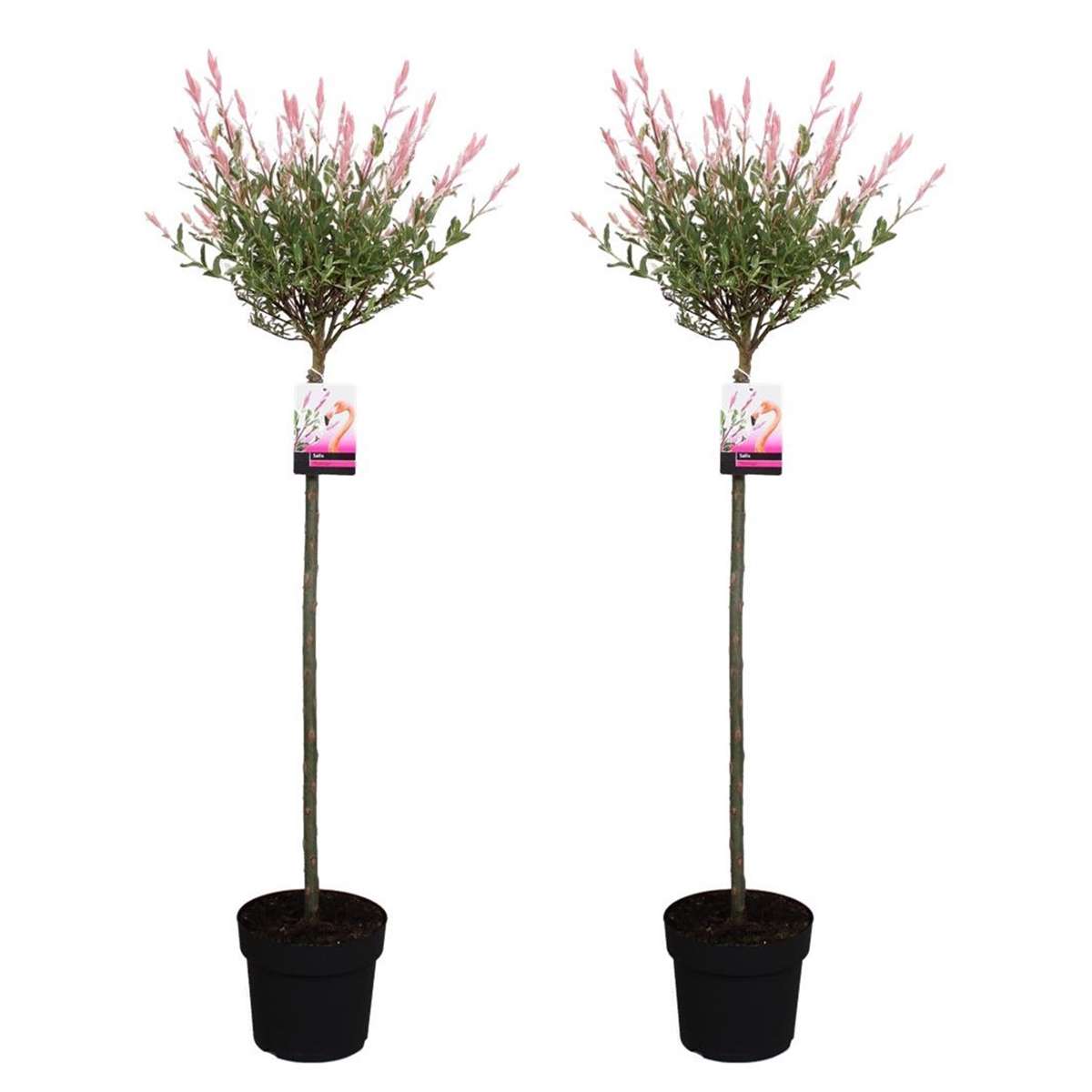 Florastore Japansk Dvärgpil - Set Om 2 - Salix Integra 'Flamingo' - Höjd 110-120Cm - ⌀21Cm
