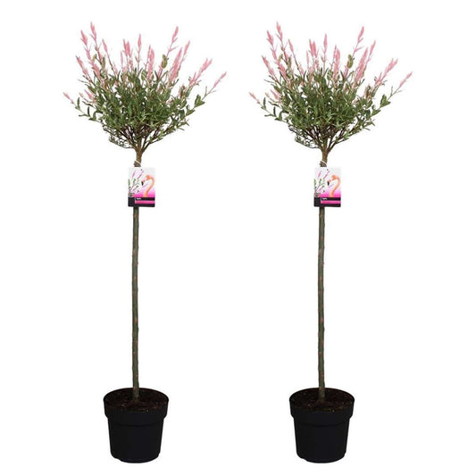 Florastore Japansk Dvärgpil - Set Om 2 - Salix Integra 'Flamingo' - Höjd 110-120Cm - ⌀21Cm