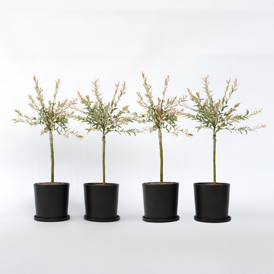 Florastore Japansk Dvärgpil - Set Om 4 - Salix Integra 'Flamingo' - Höjd 60-80Cm - ⌀17Cm