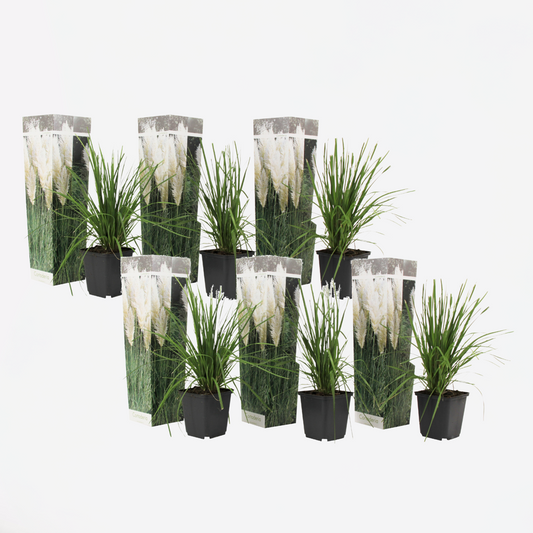 Florastore Pampasgräs - Set Om 6 - Cortaderia Selloana - Höjd 25-40Cm - ⌀9Cm