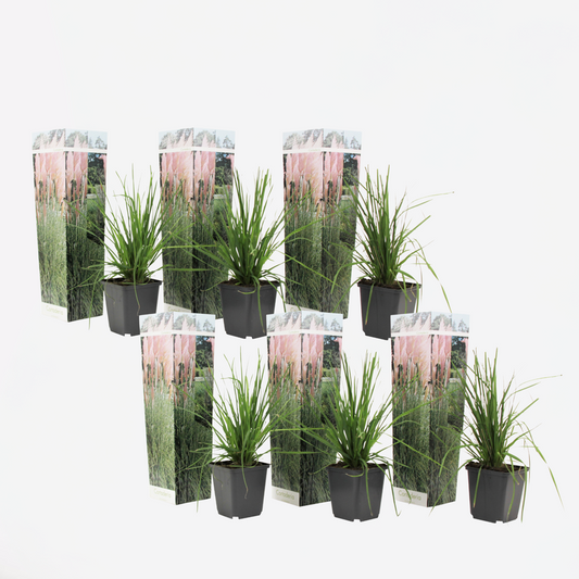 Florastore Pampasgräs - Set Om 6 - Cortaderia Selloana - Höjd 25-40Cm - ⌀9Cm