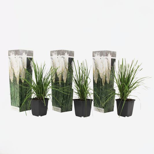 Florastore Pampasgräs - Set Om 3 - Cortaderia Selloana - Höjd 25-40Cm - ⌀9Cm