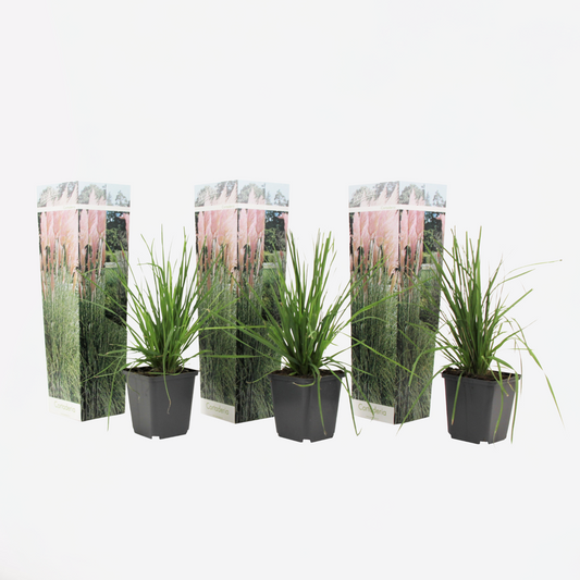 Florastore Pampasgräs - Set Om 3 - Cortaderia Selloana - Höjd 25-40Cm - ⌀9Cm