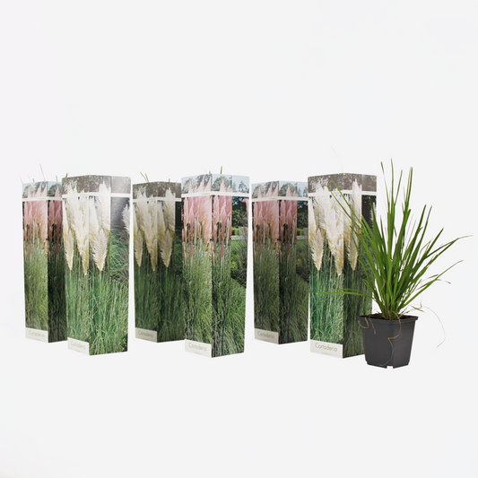 Florastore Pampasgräs - Set Om 6 - Cortaderia Selloana - Höjd 25-40Cm - ⌀9Cm