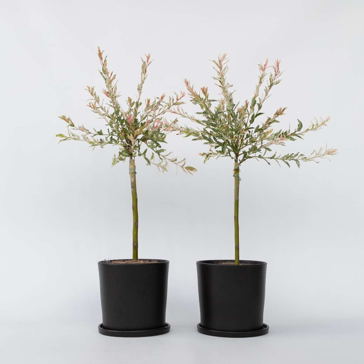 Florastore Japansk Dvärgpil - Set Om 2 - Salix Integra 'Flamingo' - Höjd 60-80Cm - ⌀17Cm