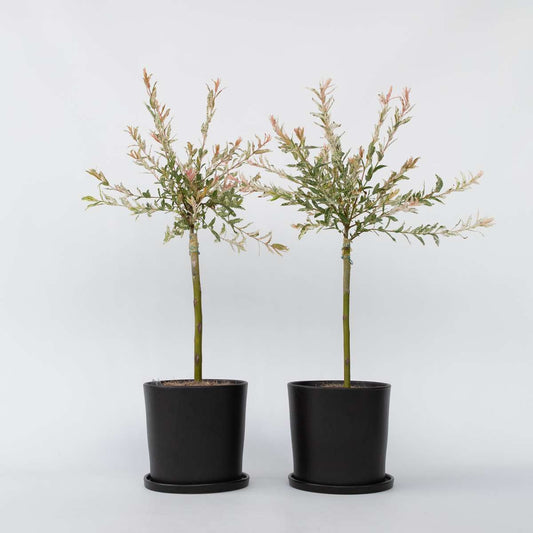 Florastore Japansk Dvärgpil - Set Om 2 - Salix Integra 'Flamingo' - Höjd 60-80Cm - ⌀17Cm