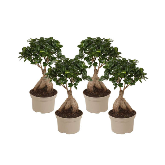 Florastore Bonsai Träd - Set Om 4 - Ficus Microcarpa - Höjd 35-40Cm - ⌀15Cm
