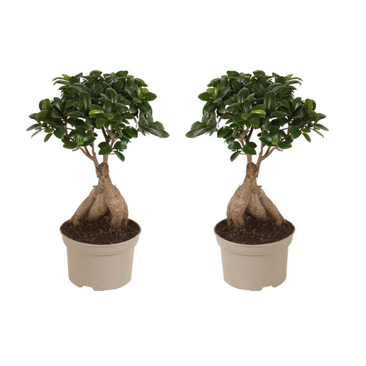 Florastore Bonsai Träd - Set Om 2 - Ficus Microcarpa - Höjd 35-40Cm - ⌀15Cm